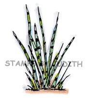 I-213-HK Stripe Stems